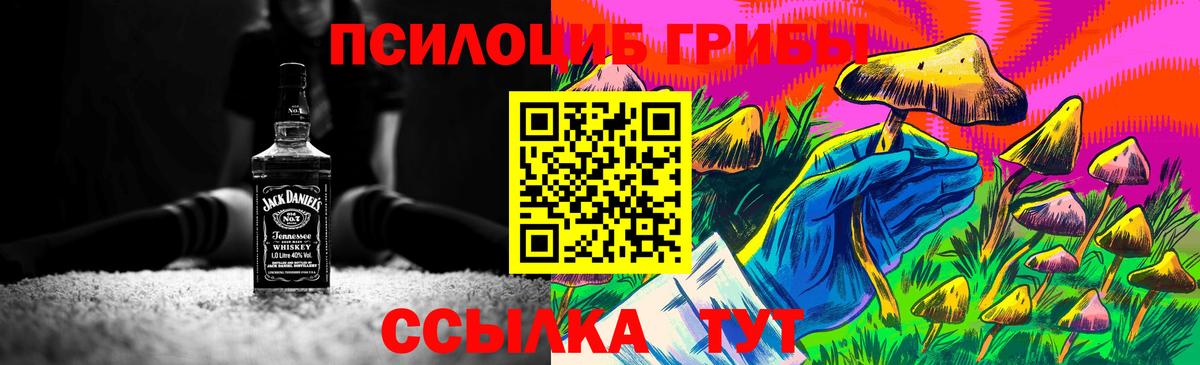 Псилоцибиновые грибы Cubensis Новоалександровск